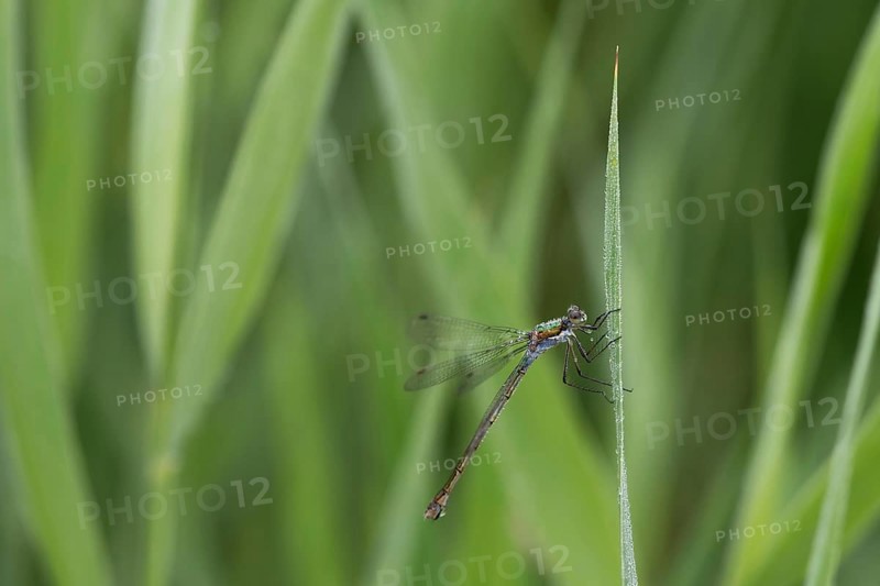 Emerald Damselfly