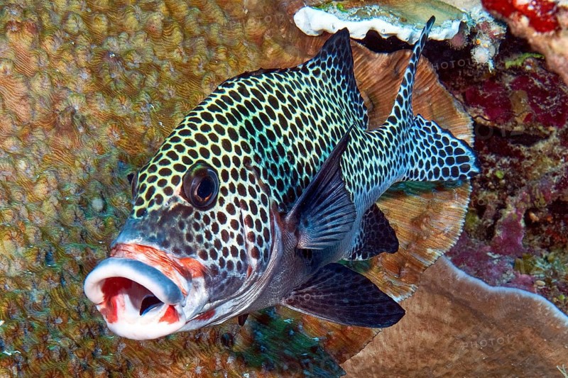 Harlequin sweetlip