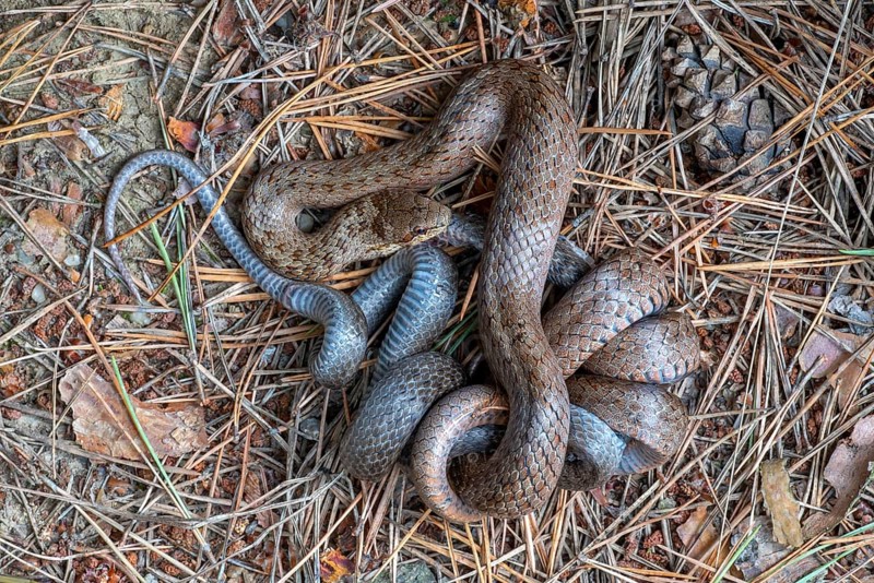 Smooth snake