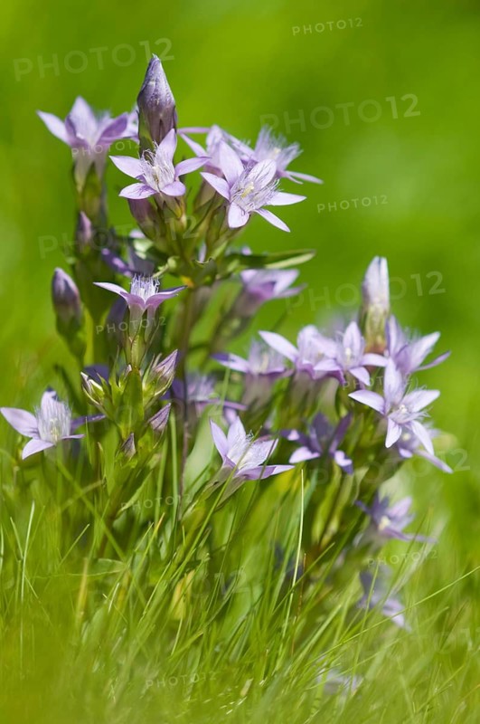 Chiltern gentian