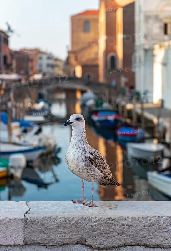 Juvenile yellow-legged gull