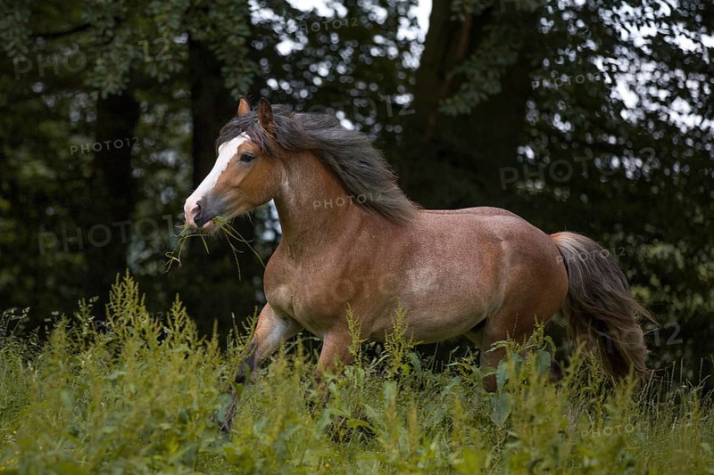 Young cold-blooded mix gelding at a trot in the meadow