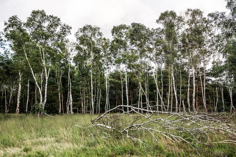 Birches