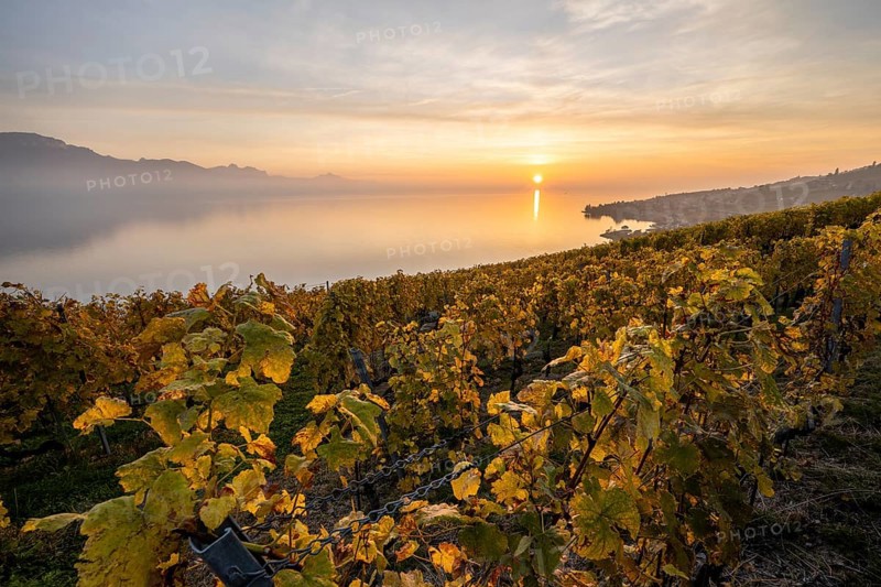View of vineyards and Lake Geneva from the winegrowing village of Epesses