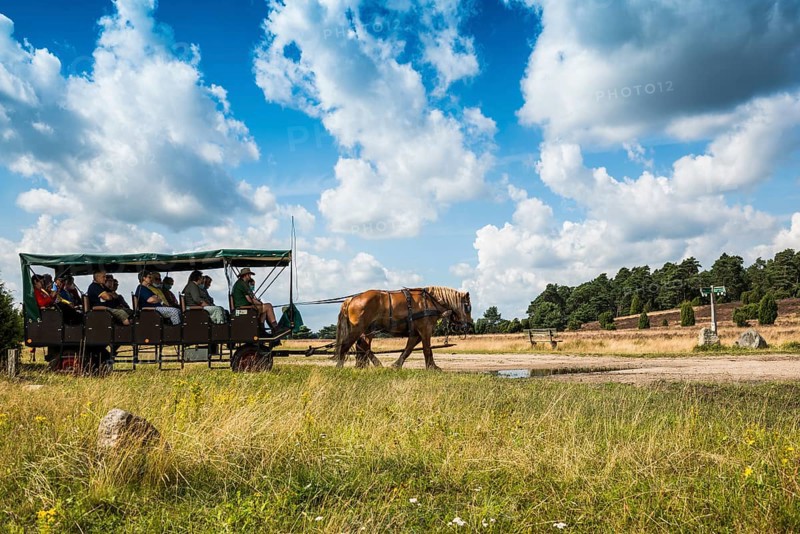Flowering heath and horse-drawn carriage