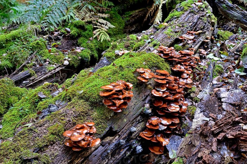 Kuehneromyces