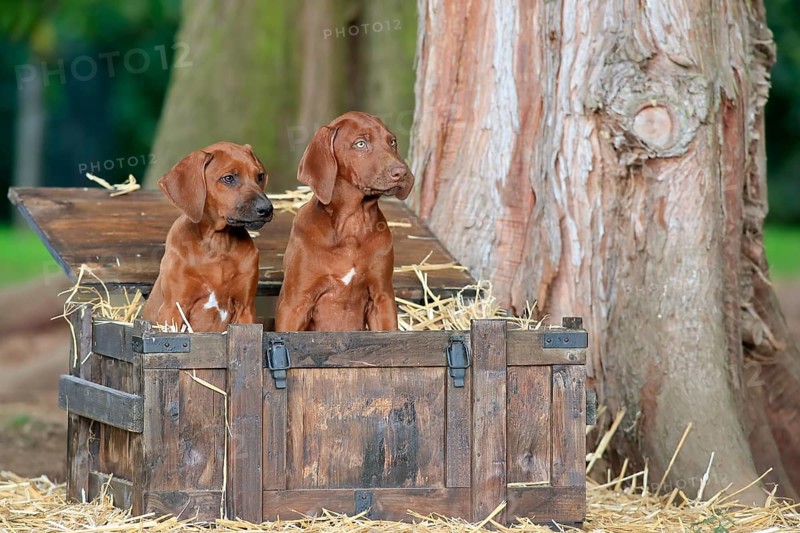 Rhodesian-Ridgeback domestic dog