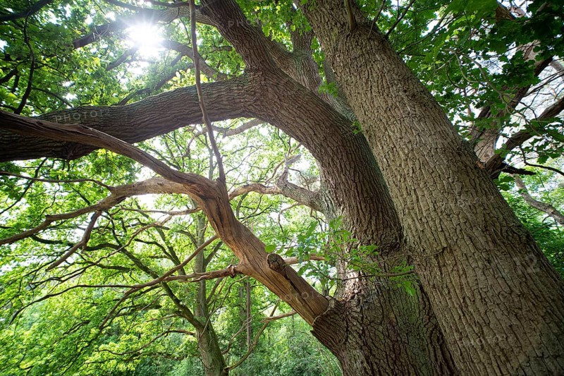 English oak