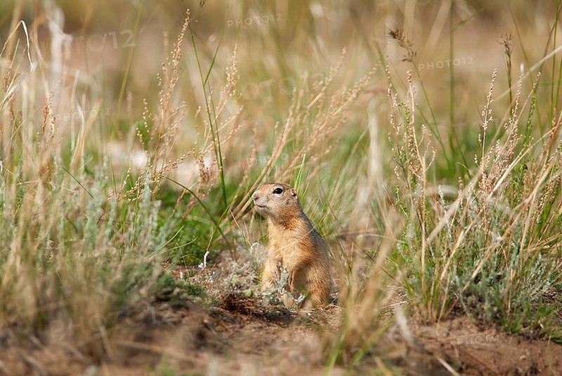 Arctic ground squirrel