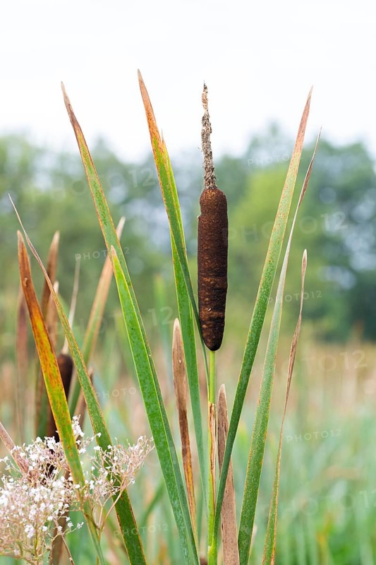 Bulrushes