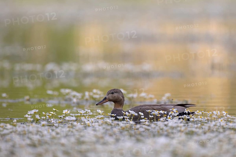 Gadwall