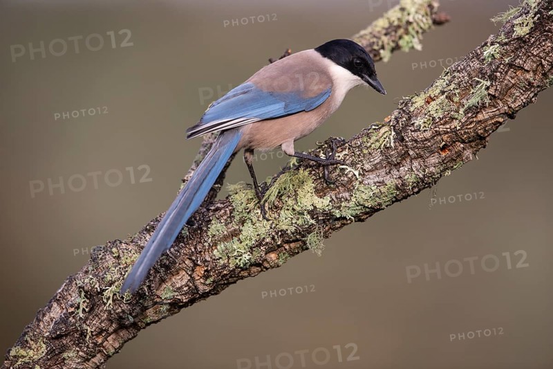 Azure-winged magpie