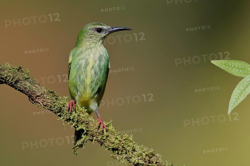 Turquoise Honeycreeper or Red-footed Honeycreeper