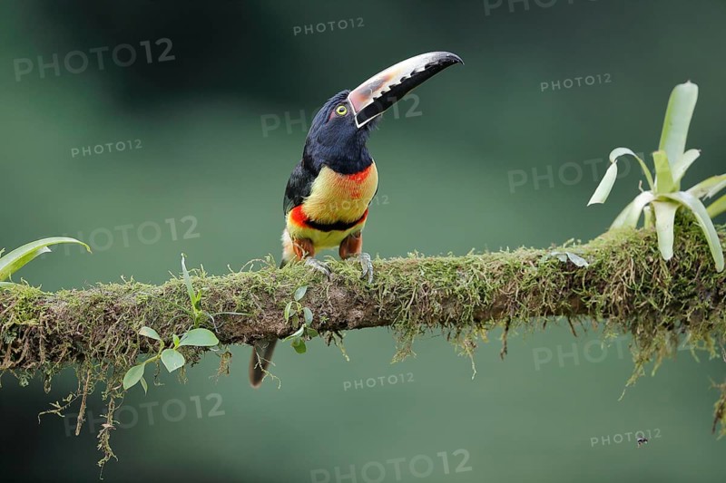 Collared aracari