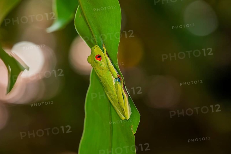 Red eyed tree frog
