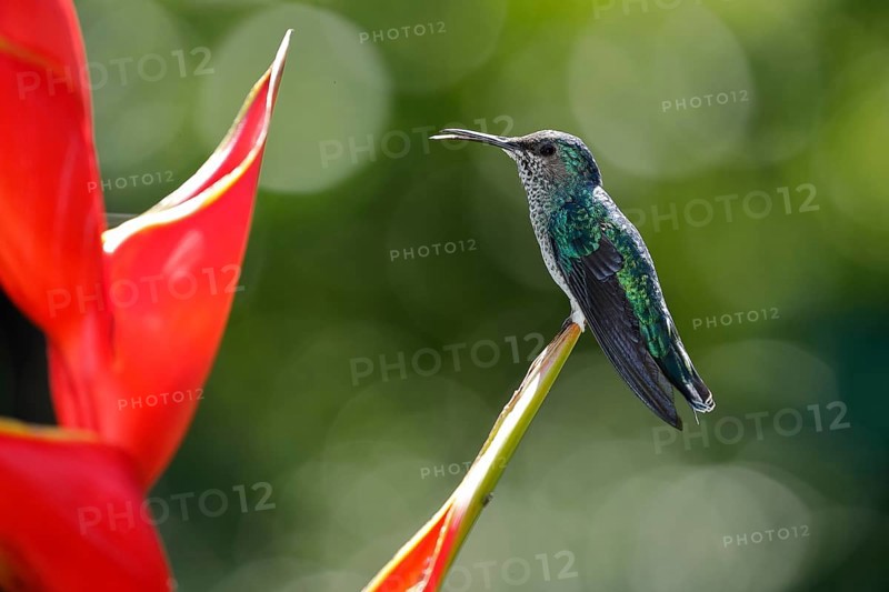White necked jacobin