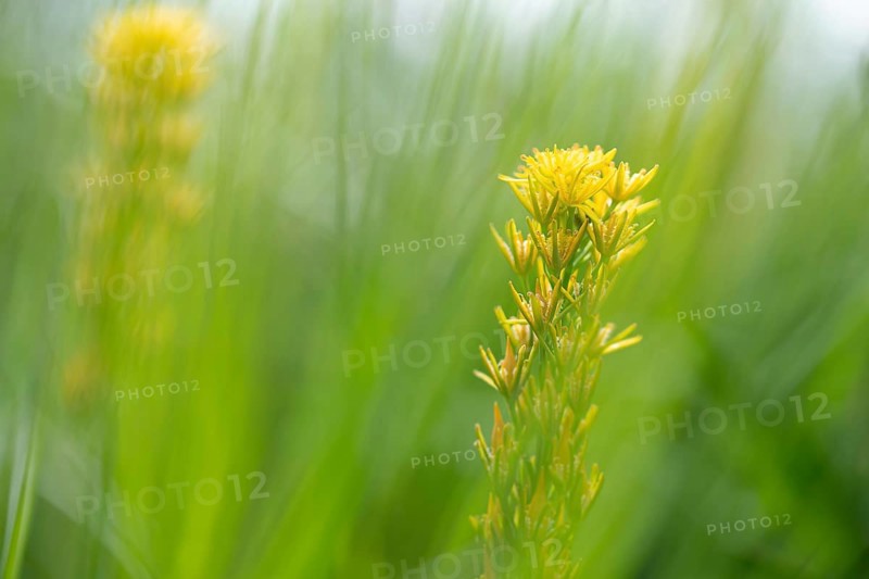 Bog Asphodel