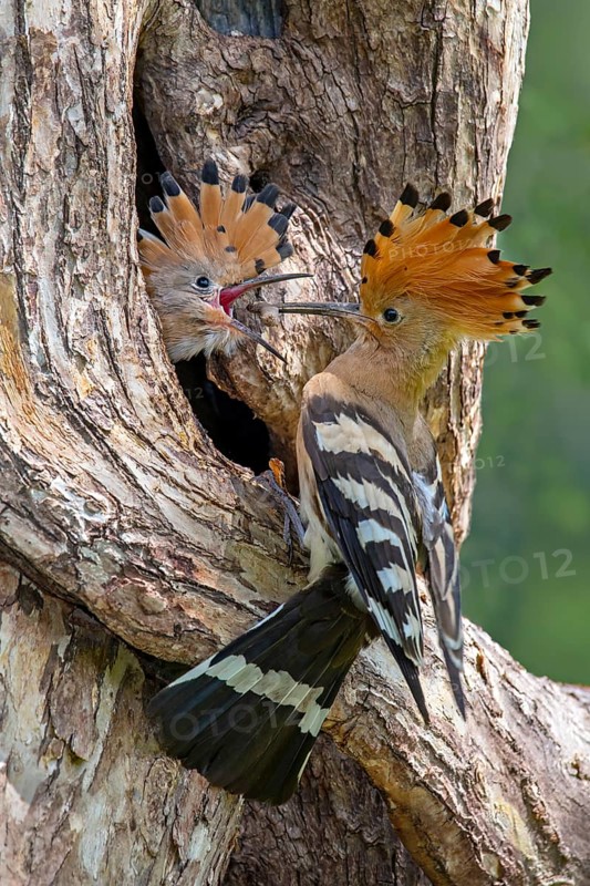 Hoopoe