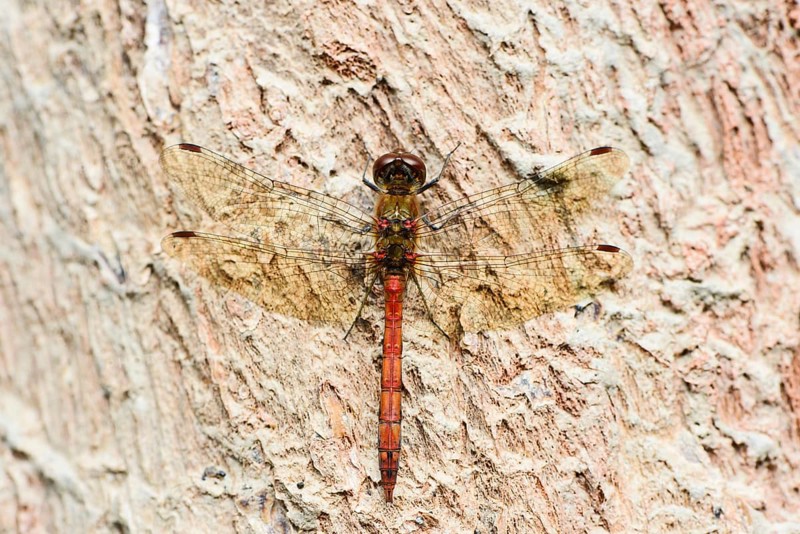 Ruddy darter