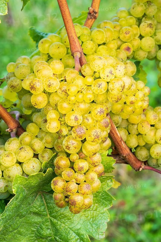 Grapes