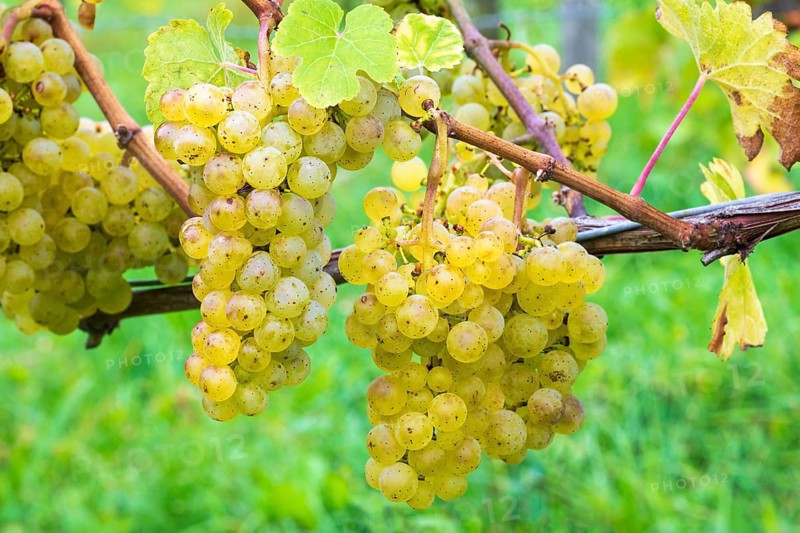 Grapes
