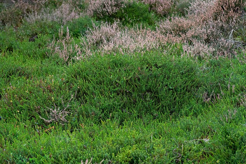 Black crowberry