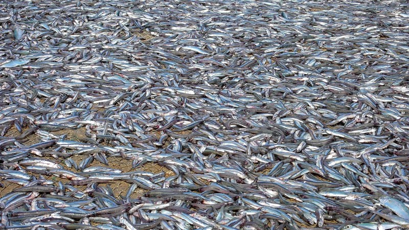 Captured sardinops