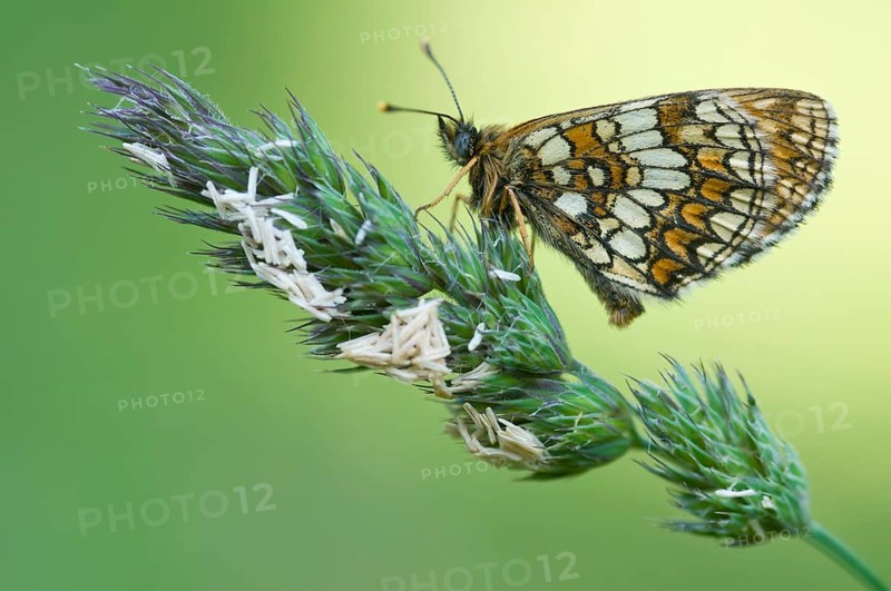 Nickerl's fritillary