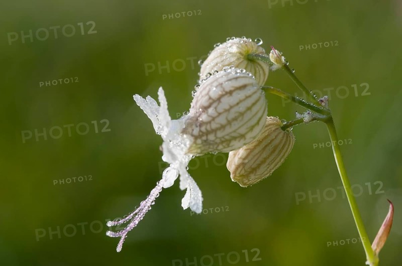 Bladder campion