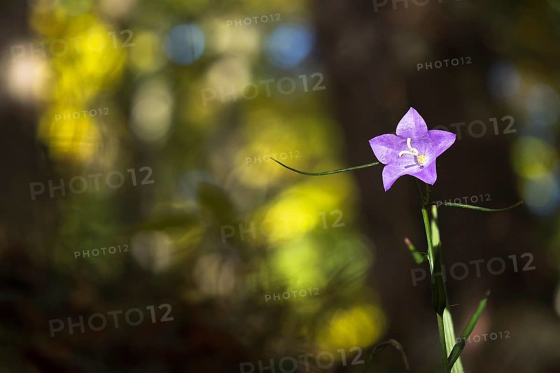 Harebell