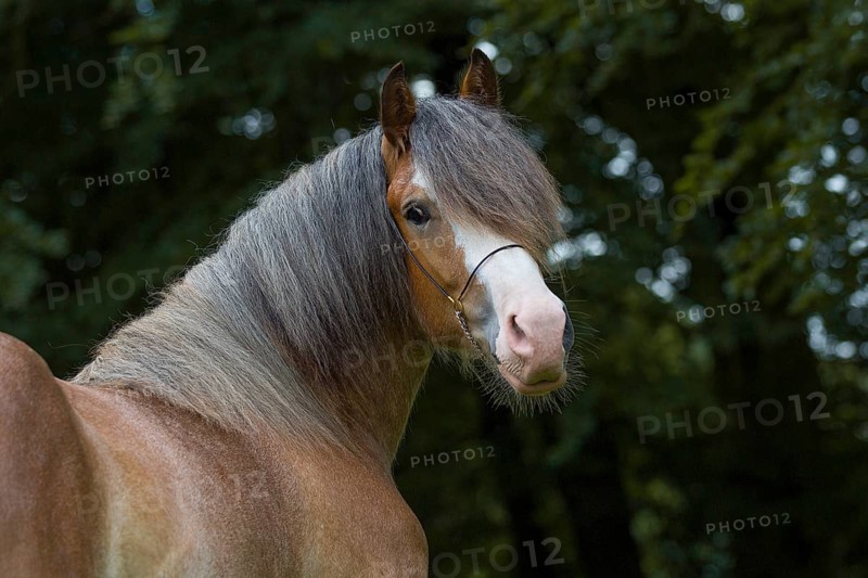 Portrait of a young cold-blooded gelding