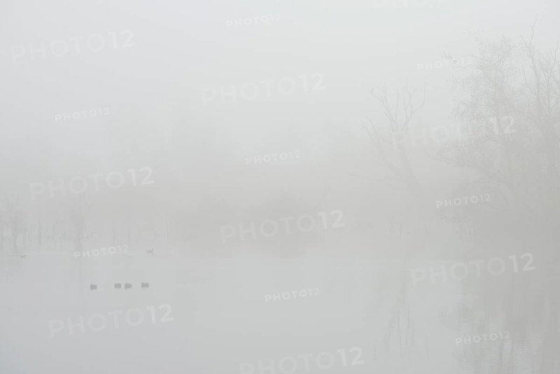 Fog in the Moor