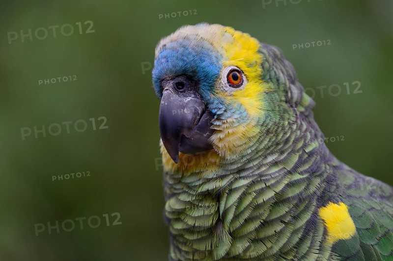 Blue-fronted amazon