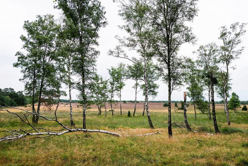Flowering heath and birch trees