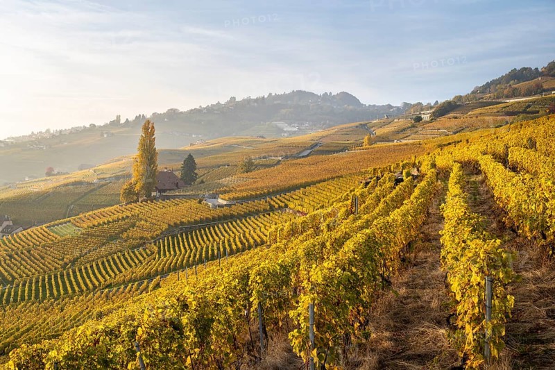 Vineyards in autumn near Epesses