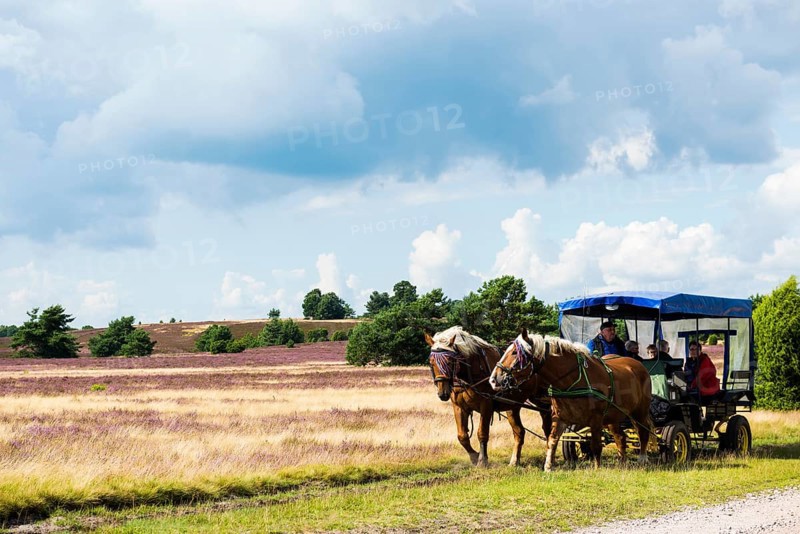 Flowering heath and horse-drawn carriage