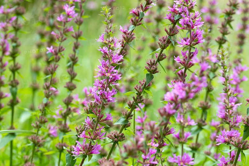 Purple loosestrife