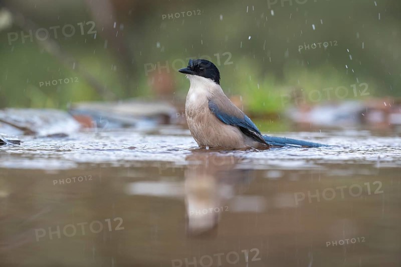 Azure-winged magpie
