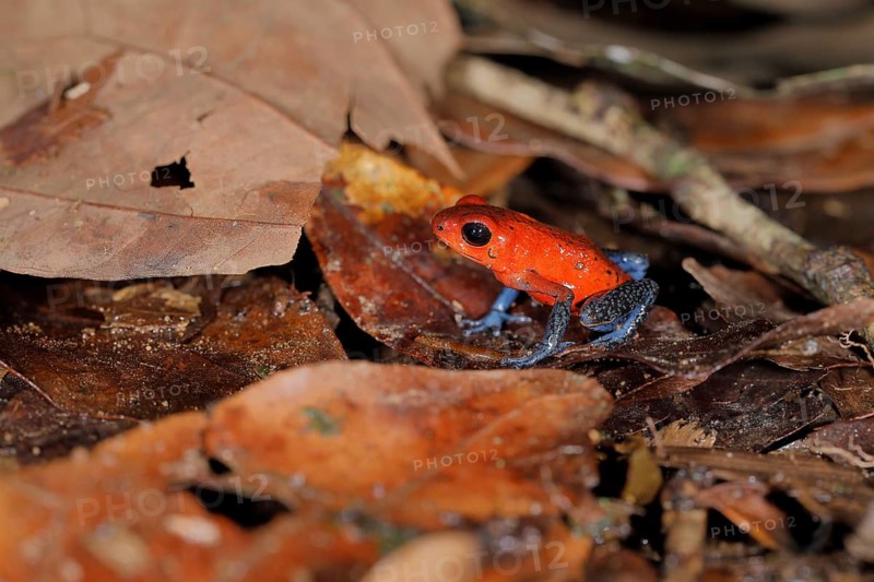 The strawberry poison-dart frog