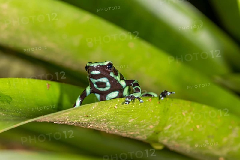 Green and black poison dart frog