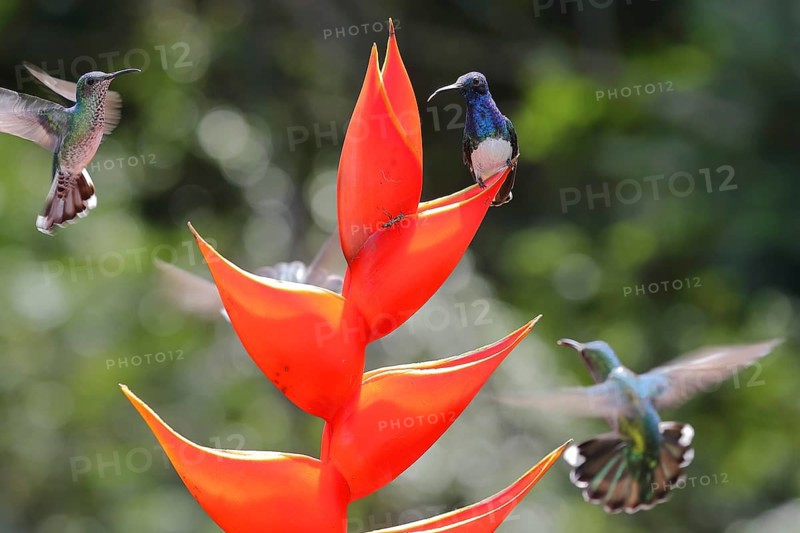 White necked jacobin
