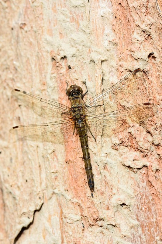 Ruddy darter