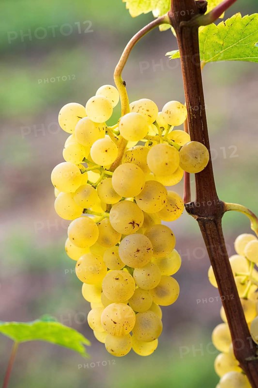 Grapes