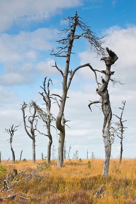Dead scots pine