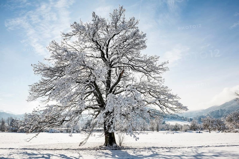 Snowy tree with sun and winter landscape