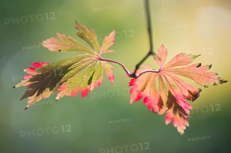 Fullmoon maple