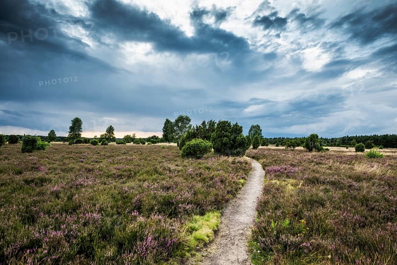 Flowering heath and juniper
