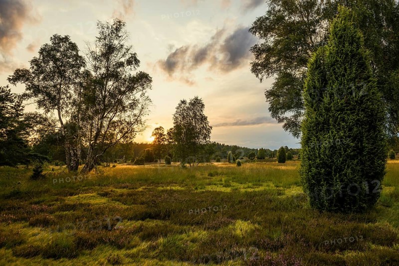 Flowering heath and juniper