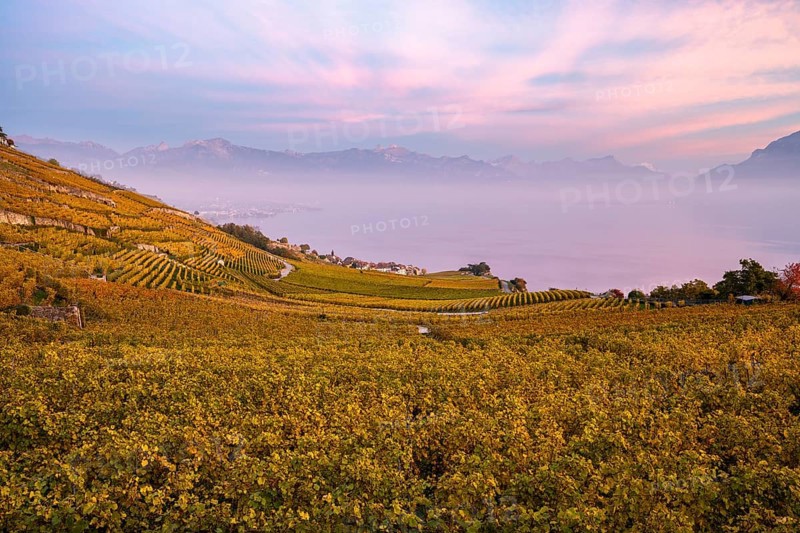 Vineyards in autumn near Chexbres