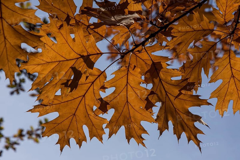 Northern red oak